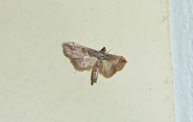 Eupithecia succenturiata - Witvlakdwergspanner