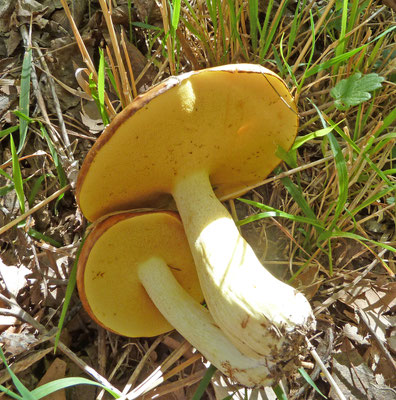 Suillus mediteranensis (Peloponnesos)