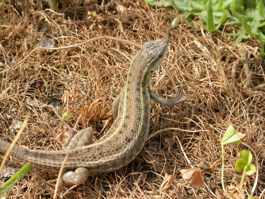 Slangooghagedis (Ophisops elegans)