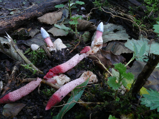 Mutinus ravenelii - Roze stinkzwam