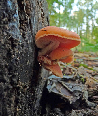Rhodotus palmatus - Zalmzwam