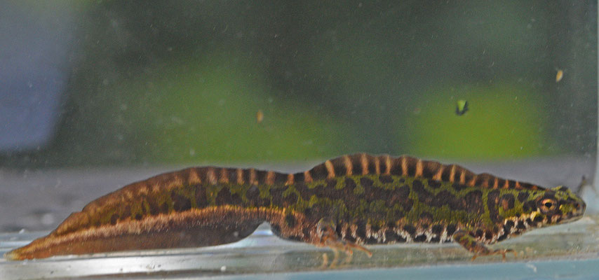 Dwergmarmersalamander man