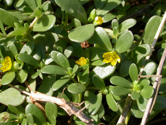 Portulaca oleracea - Postelein