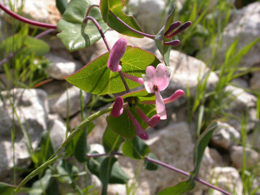 Lonicera nigra