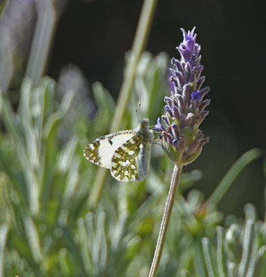 Oostelijk marmerwitje - Euchloe ausonia