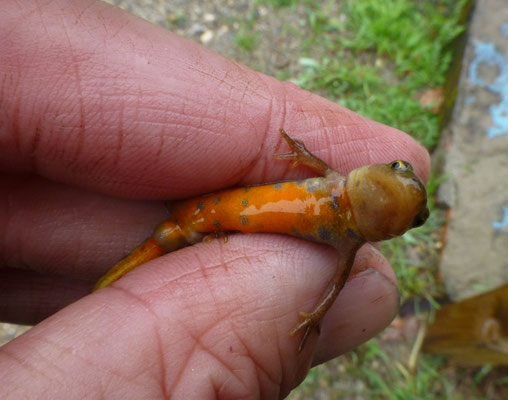 Lissotriton boscai