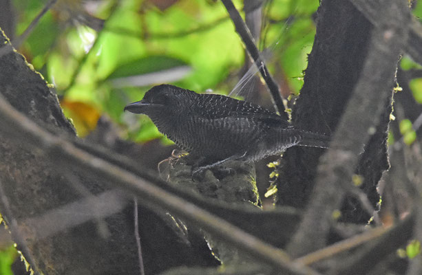 Fasciated Antshrike