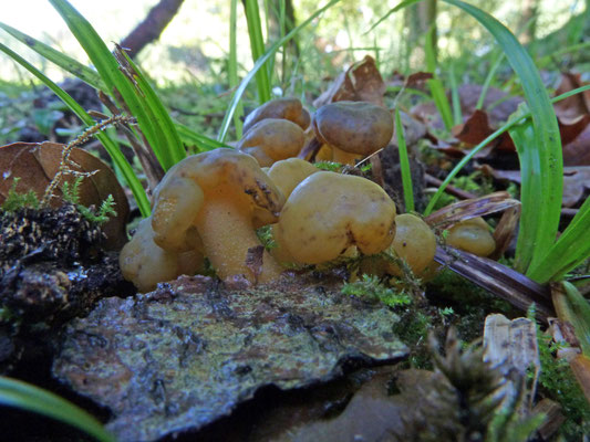 Leotia lubrica - Groene glibberzwam