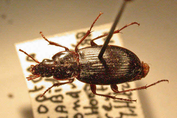 Calathus rotundicollis