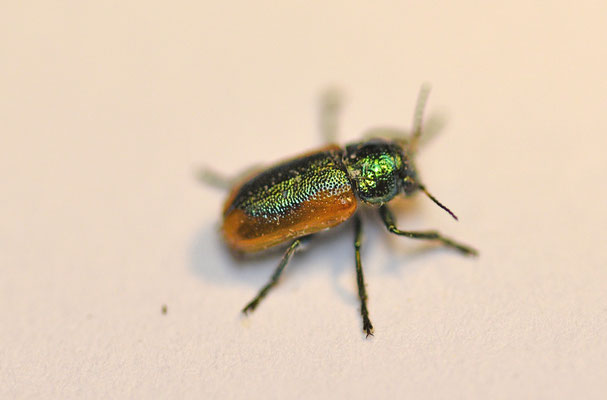 Smaragdina limbata