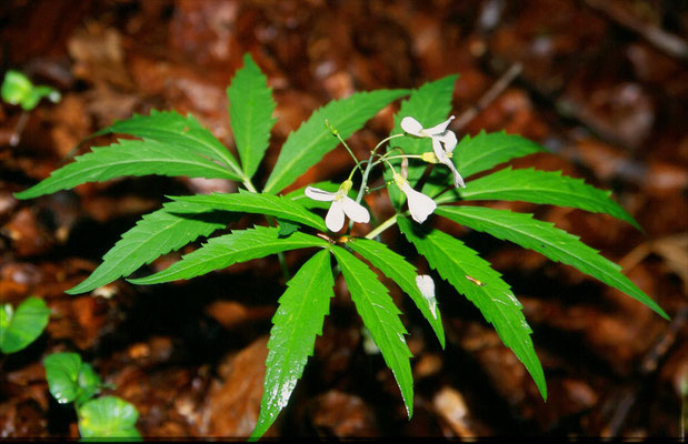 Dentaria heptaphylla - Zevenbladig tandveldkers