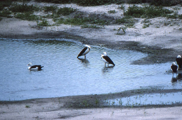 Radjah Shellduck