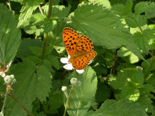 braamparelmoervlinder (Brenthis daphne)