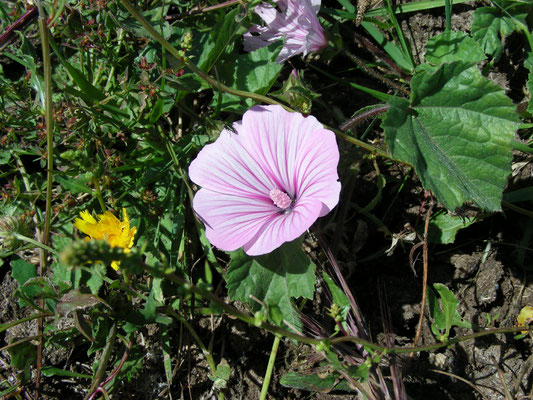 Lavatera trimestris - Grootbloemige lavatera