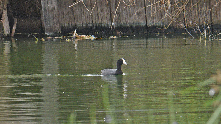 Caribbean Coot