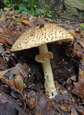 Lepiota aspera - Spitsschubbige parasolzwam
