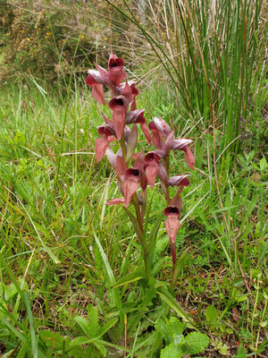 Brede tongorchis  (Serapias cordigera), foto Marcel