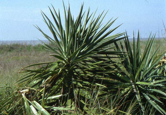 Yucca