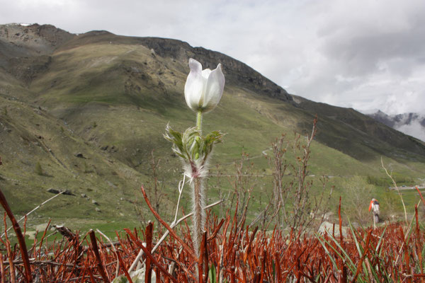 Pulsatilla alpina, foto Ruud