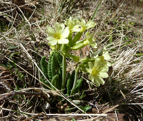 Primula vulgaris