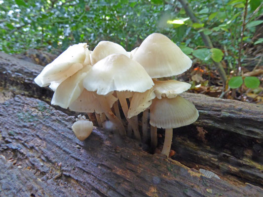 Mycena galericulata - Helmmycena