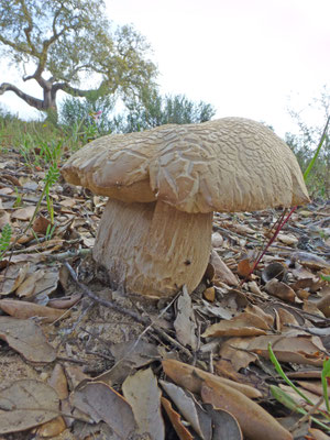Tylopilus felleus - Bittere boleet