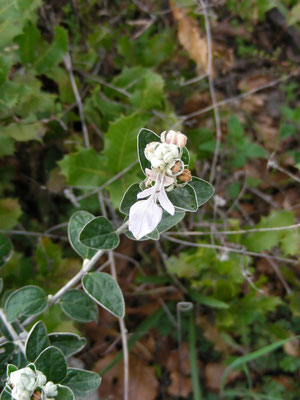 Teucrium fruticans