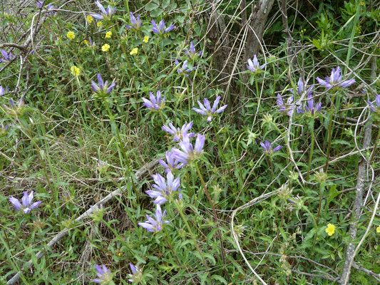 Campanula glomerata - Kluwenklokje