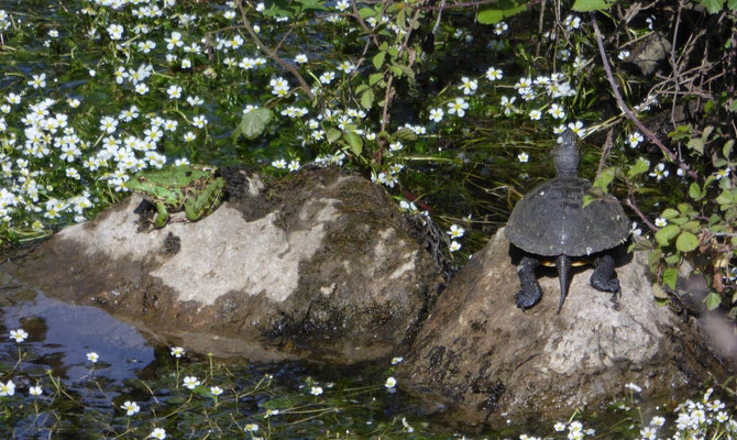 Europese moerasschildpad