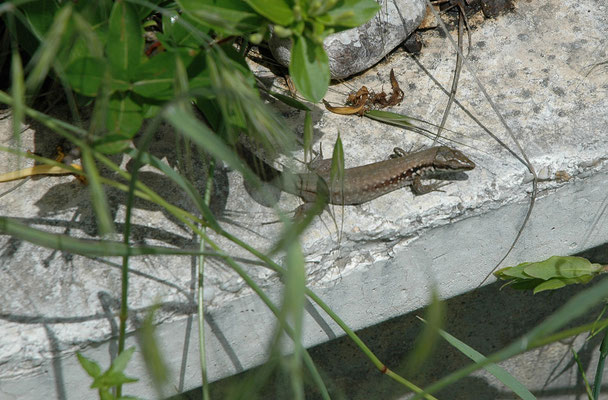 Lacerta laevis laevis
