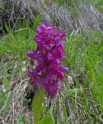 Dactylorhiza sambucina rubra - Rode vlierorchis