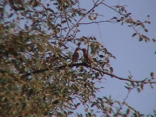 Amadina fasciata - Cut-throat (Finch)