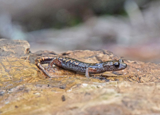 Speleomantes ambrosii