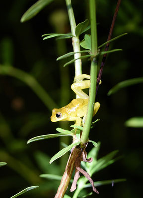 Dendropsophus minutus