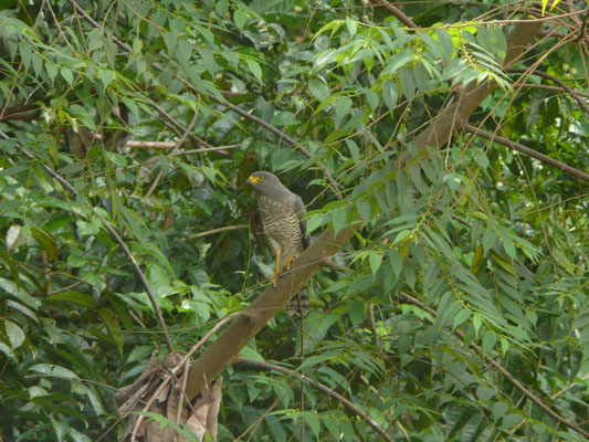 Rodside Hawk