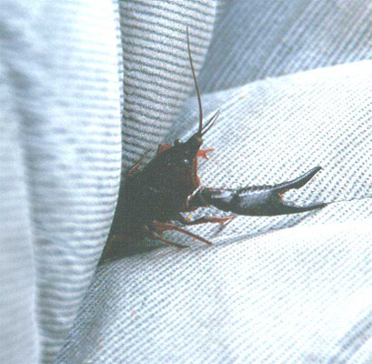 Procambus clarkii - Rode Amerikaanse rivierkreeft