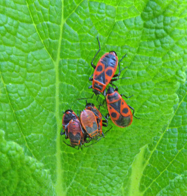 Pyrrhocoris apterus - Vuurwants
