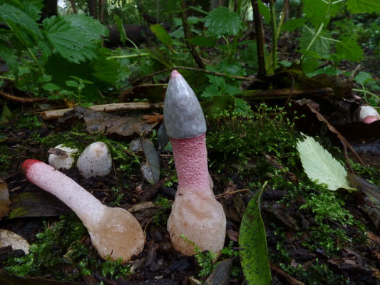 Mutinus ravenelii - Roze stinkzwam