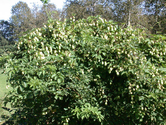 Humulus lupulus - Hop