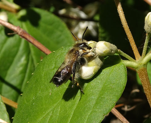 Megachile willughbiella - Grote bladsnijder