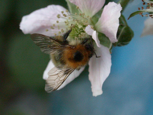 Bombus pascuorum - Akkerhommel