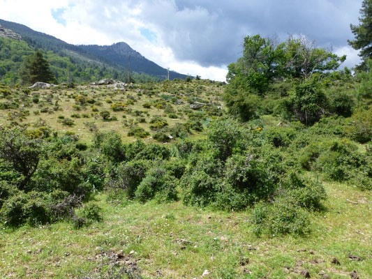 berglandschap
