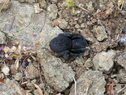 Eresus walckenaerius