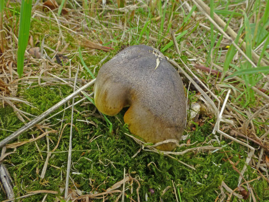 Tricholoma sejunctum - Streephoedridderzwam