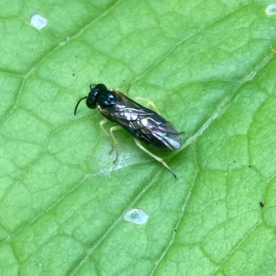 Aneugmenus species