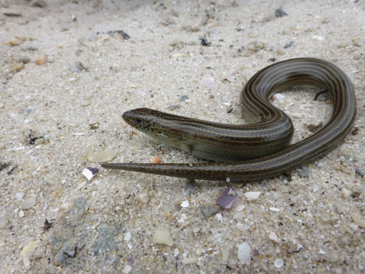 Chalcides striatus (gestreepte hazelskink)