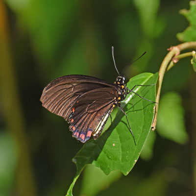 Battus polydamas