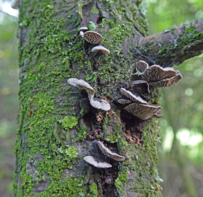 Resupinatus trichotis - Harig dwergoortje