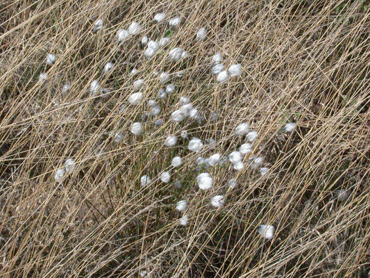 Eriophorum vaginatum - Eenarig wollegras
