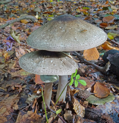 Agaricus phaeolepidotus - Hazelhoenchampignon